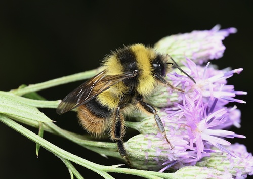 Bombus ganjsuensis