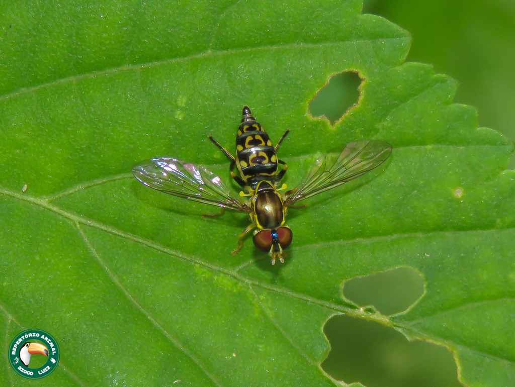 Toxomerus virgulatus