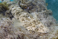 Platycephalus fuscus