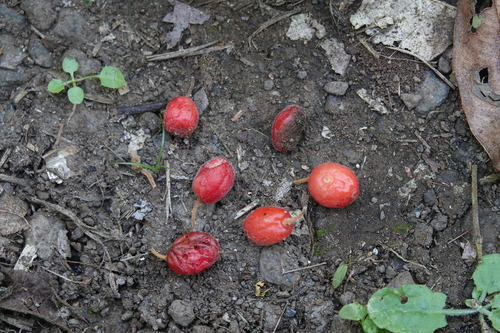 Aceratium concinnum observed 2025-09-01
