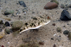 Tetractenos hamiltoni