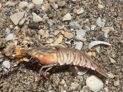 Sicyonia brevirostris observed 2025-08-31