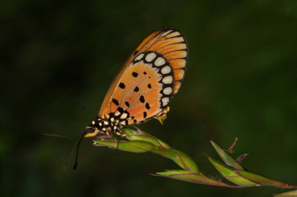 Tawny Coster