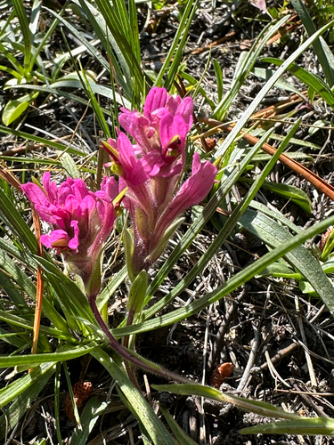 Lemmon's paintbrush (Castilleja lemmonii)