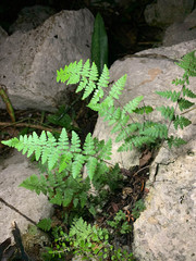 Myriopteris fimbriata