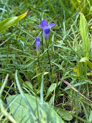 Sierra Fringed Gentian (Gentianopsis holopetala)