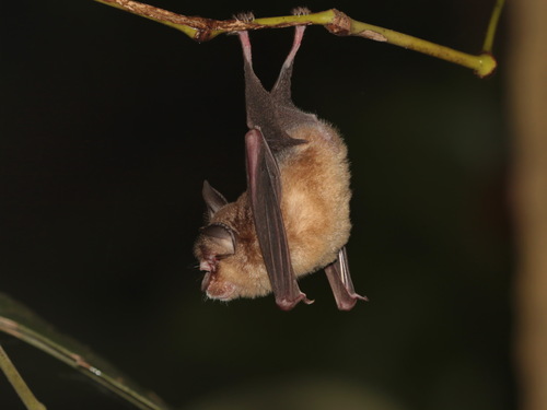 Croslet Horseshoe Bat