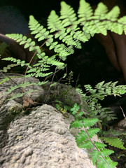 Myriopteris fimbriata