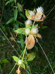 Gomphrena filaginoides