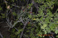 Psittacanthus sonorae