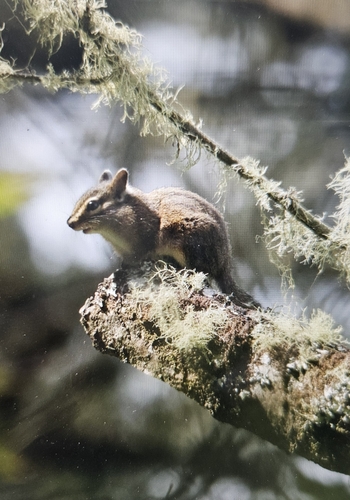 Siskiyou Chipmunk observed by ecofreakesti