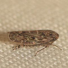 Euscelidius variegatus