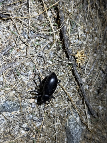 iNaturalist observation photo of Armored Stink Beetle