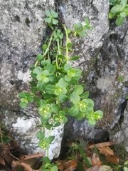 Sedum rhodocarpum