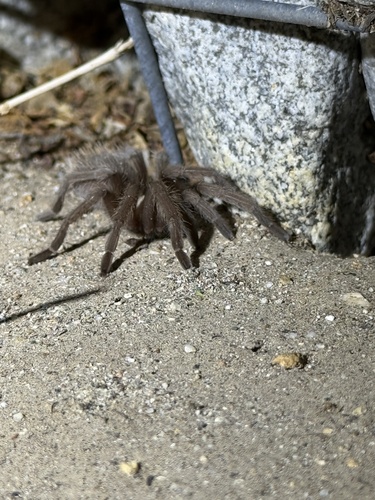 iNaturalist observation photo of Aphonopelma