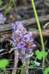 Lennoa madreporoides, photograph (c) José Javier Barrios Flores, some rights reserved (CC BY)