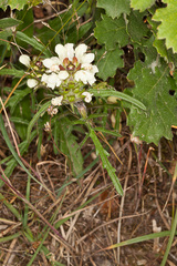 Prunella laciniata