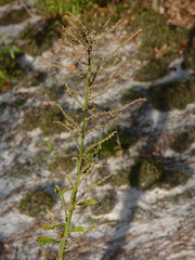 Dysphania anthelmintica