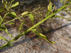 Dysphania anthelmintica