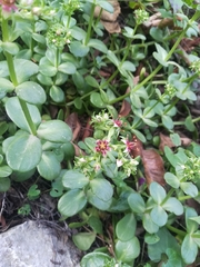Sedum rhodocarpum