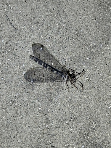 iNaturalist observation photo of Sacken's Antlion