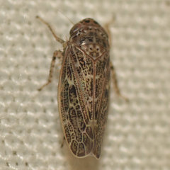 Euscelidius variegatus