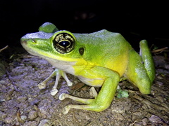 Odorrana hosii