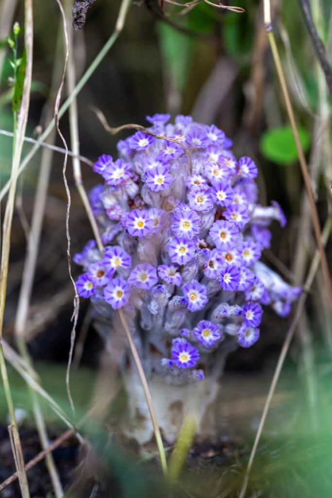 Lennoa madreporoides (Lennoa madreporoides)