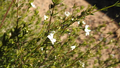 Westringia cheelii