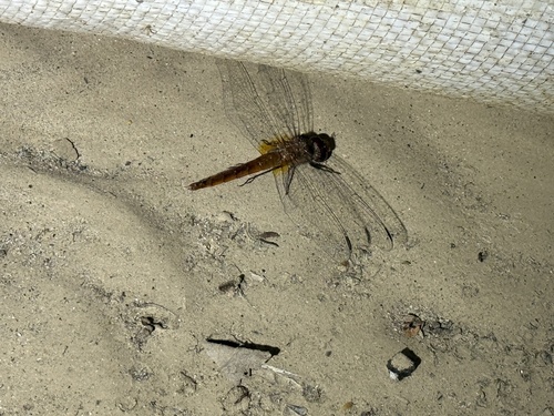 iNaturalist observation photo of Red-tailed Pennant