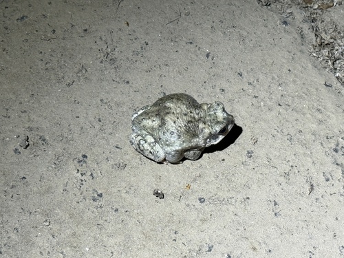 iNaturalist observation photo of Red-spotted Toad