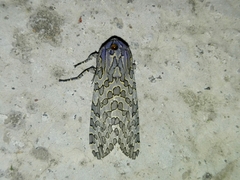 Hypercompe indecisa