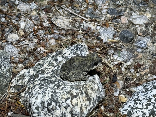 iNaturalist observation photo of Red-spotted Toad