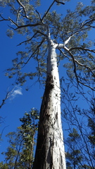 Eucalyptus longirostrata