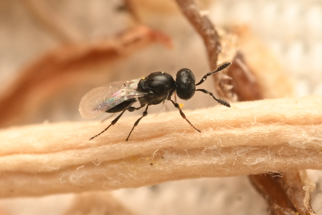 Isostasius