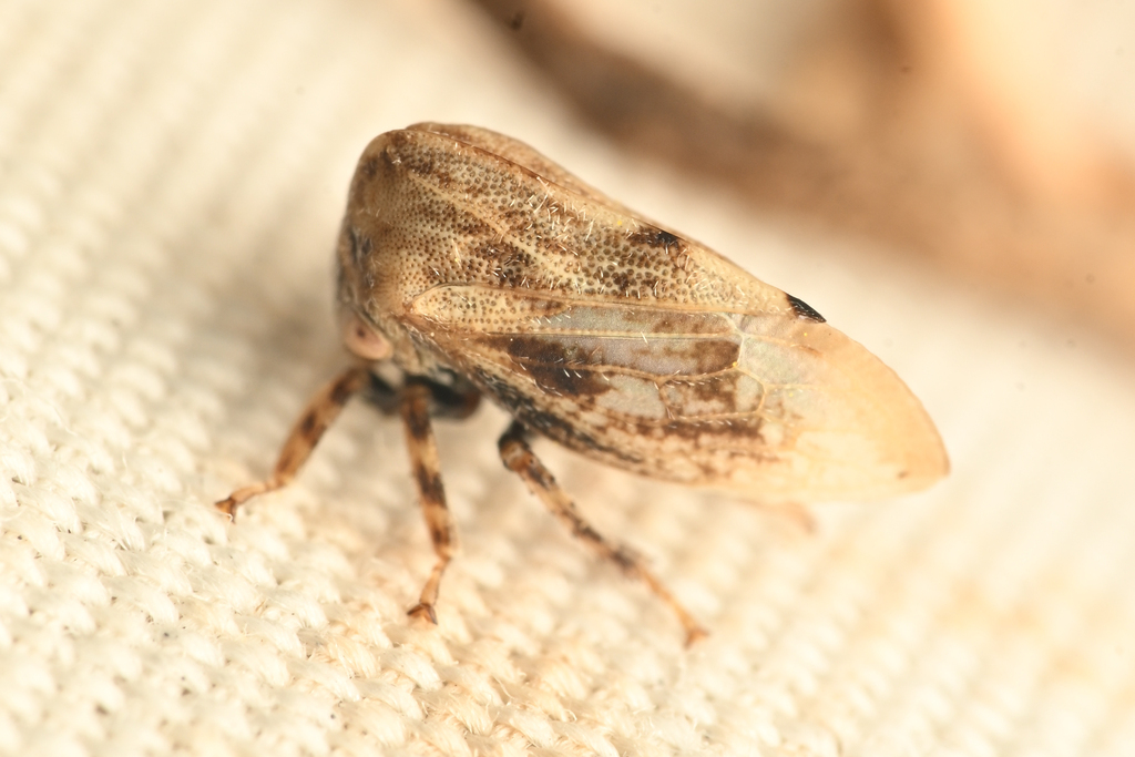 Leioscyta ferruginipennis
