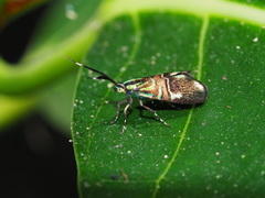 Saptha divitiosa