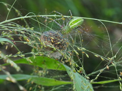 Peucetia formosensis