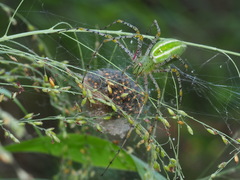 Peucetia formosensis
