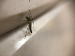 Diptera