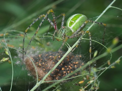 Peucetia formosensis