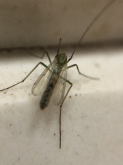 Diptera