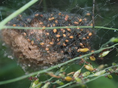 Peucetia formosensis