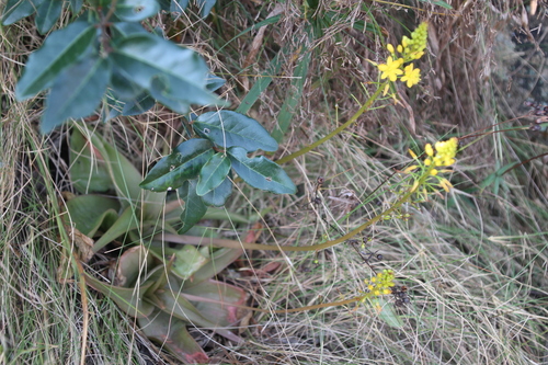 Waterglass Kopieva (Bulbine latifolia)