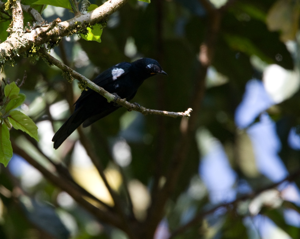 Petit's Cuckooshrike
