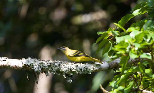 Petit's Cuckooshrike