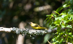 Petit's Cuckooshrike photo 2