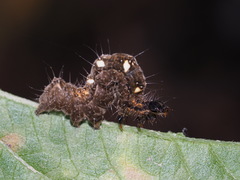 Thysanoplusia reticulata