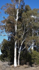 Eucalyptus argophloia