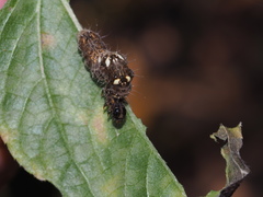 Thysanoplusia reticulata